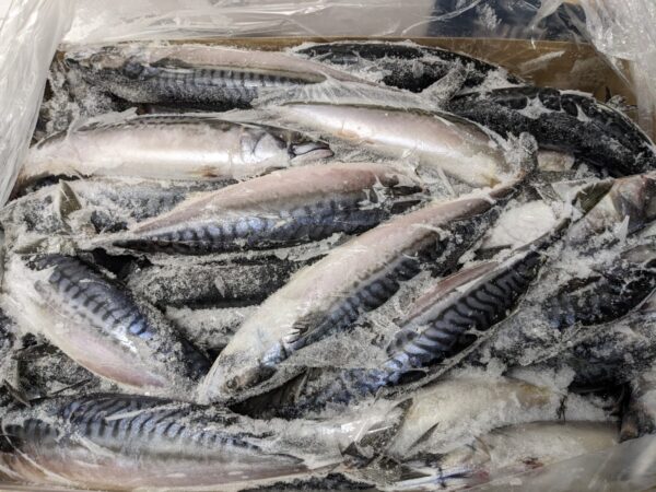 Mackerel